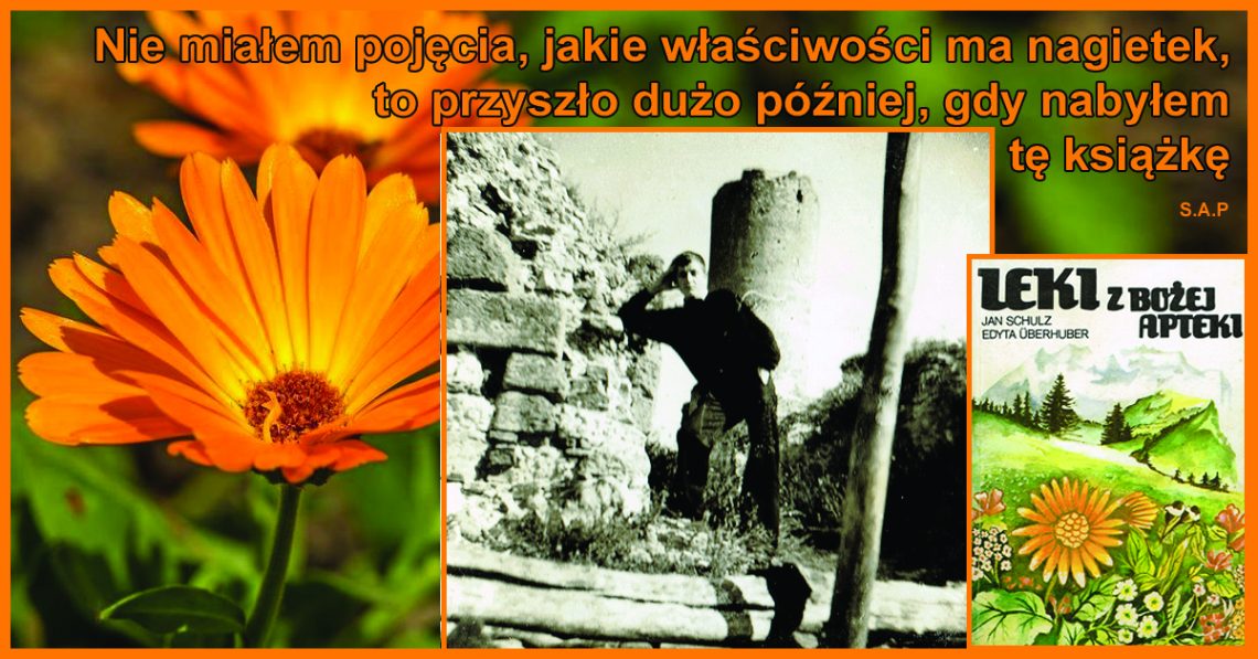 W nagietku jest zamknięta niezwykle potężna siła uzdrawiająca, dlatego powinien zajmować główne miejsce w każdym ogródeczku!