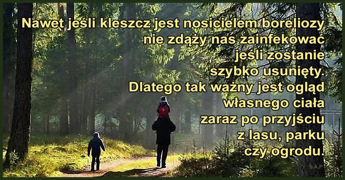 Tak, kleszcze mogą w tej ślinie przenosić dwie przerażające choroby: boreliozę oraz kleszczowe zapalenie mózgu. Mogą ale nie muszą! Bez paniki zatem.