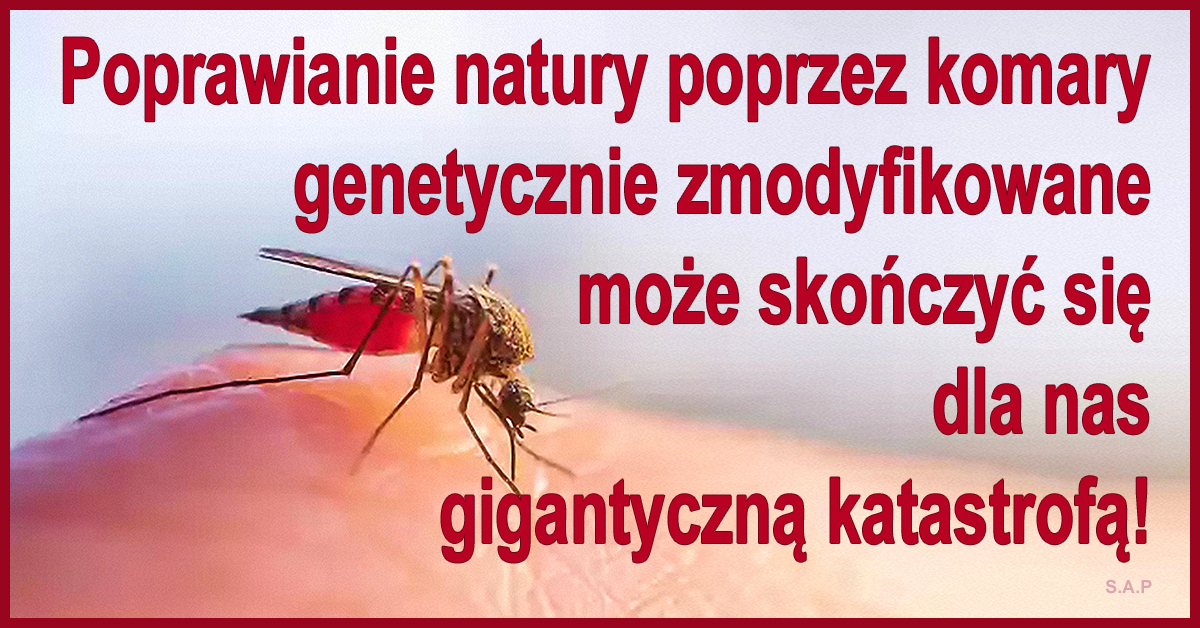 Lato jest cudowne, niesie z sobą wakacje, słońce, zieleń i… komary! Komary jak komary, ale te komarzyce łase na krew!