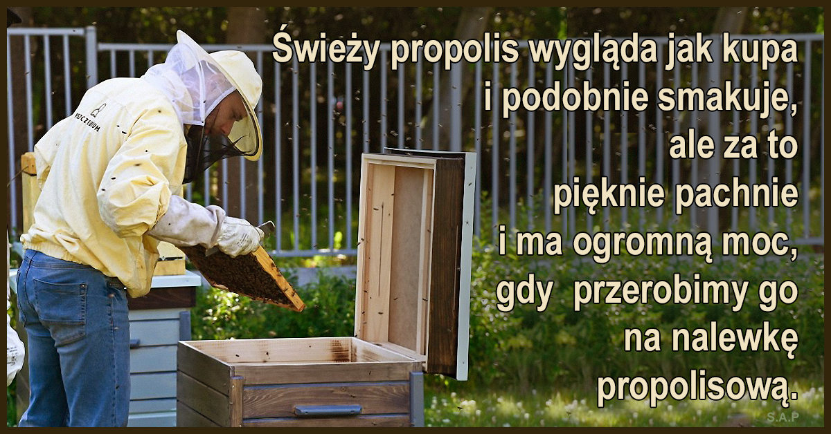 Zastosowań propolisu jest mnóstwo, bo jest naturalnym antybiotykiem, bez skutków ubocznych i już tylko z tego powodu naprawdę warto do niego wrócić.