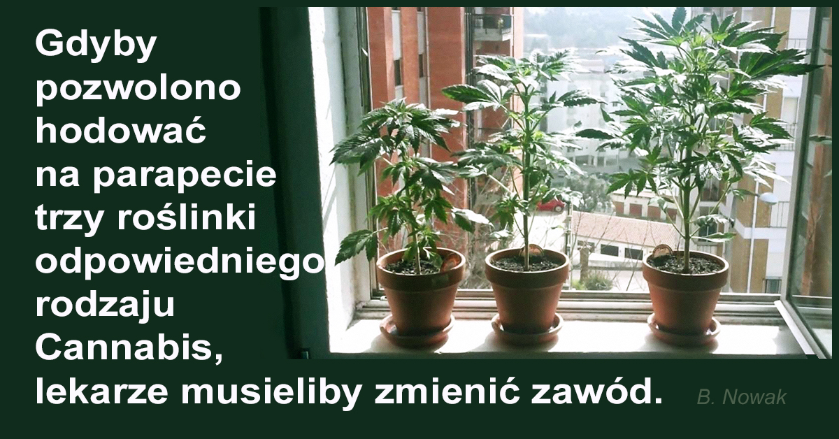 Kupując olejki konopne nie skupiajcie się na tych o dużym stężeniu jednego kannabinoidu, bo taki olejek będzie pozbawiony pozostałych.