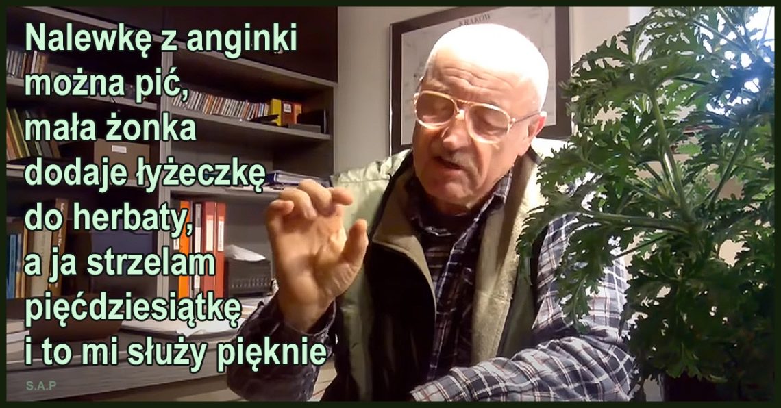 Nalewki z anginki używamy na przeziębienie, bóle stawów, głowy czy gardła. Świetnie działa wcierana w stopy, klatkę piersiową lub dodana do wanny.