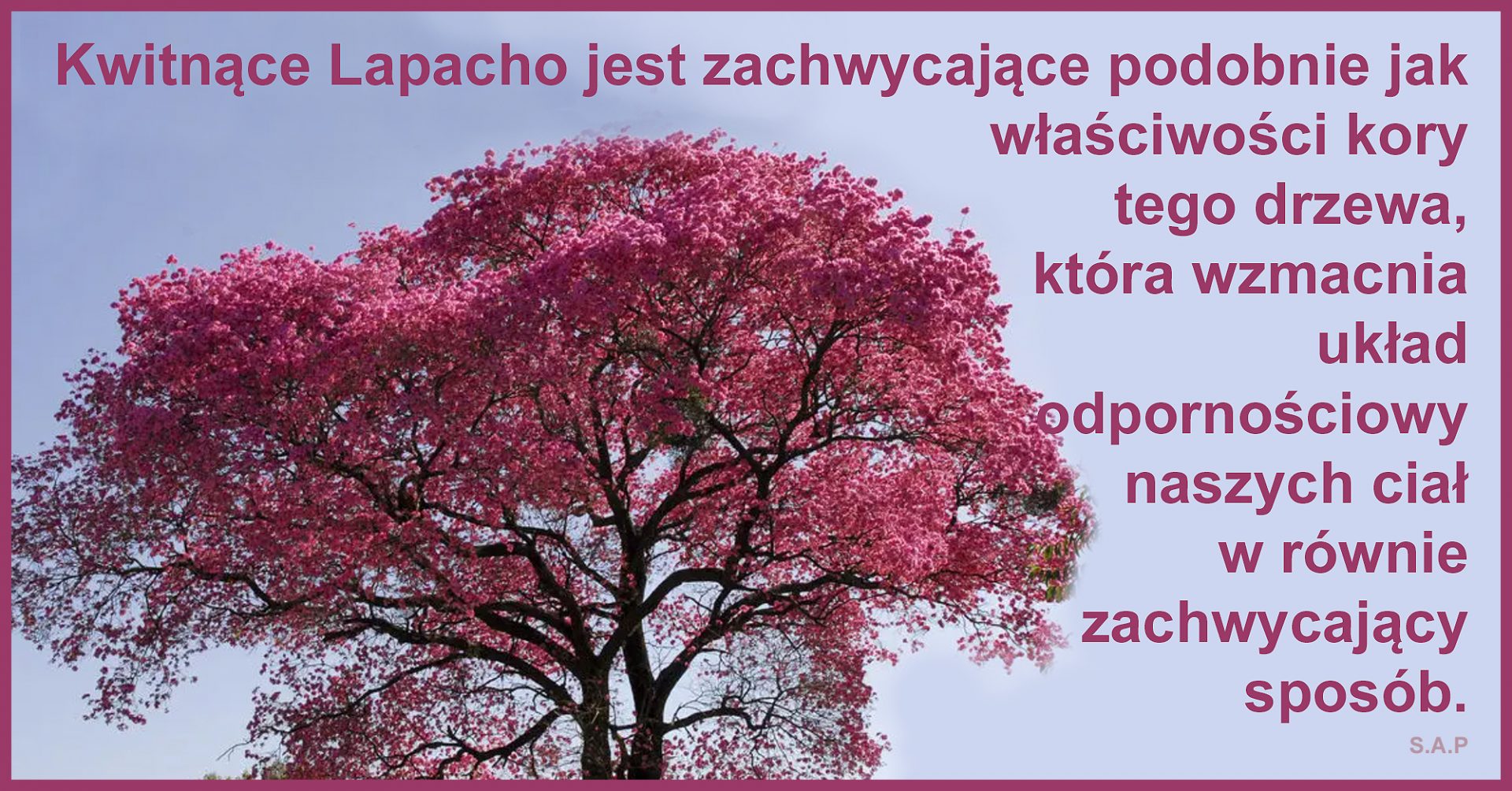 Lapacho zawiera dużo mikroelementów, ale nie po to pijemy ten niezbyt smaczny napój. Pijemy, bo niesamowicie wzmacnia nasz układ odpornościowy!