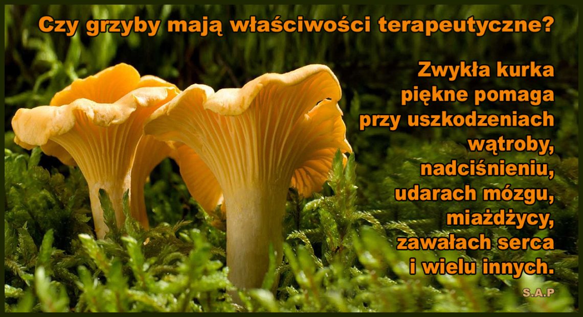 Grzyby mają właściwości terapeutyczne i właśnie dlatego straszy się nimi, aby zniechęcić nas do nich i zapędzić do używania produktów Bigpharmy!